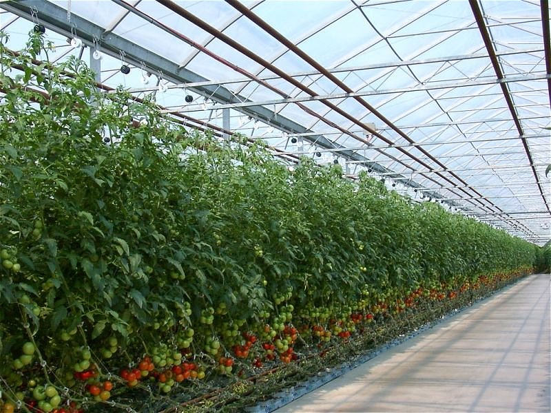 Folija za rastlinjake - Patilux E/AG 2,5 m x 0,20 mm
