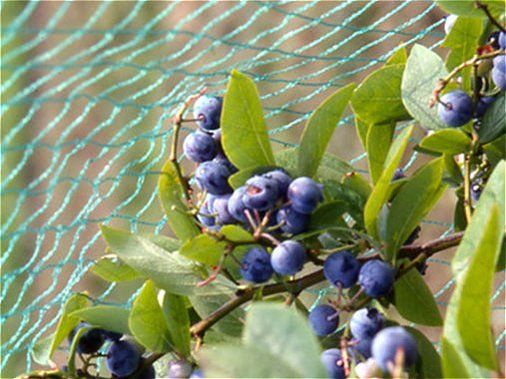 Mreža proti ptičem Biobirds 8 m x 100 t.m.