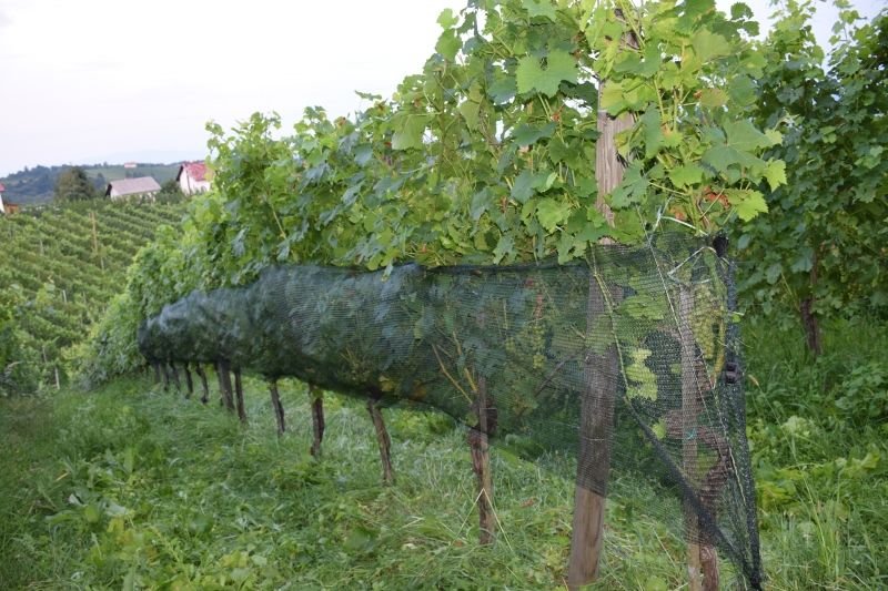 Mreža proti ptičem in mrčesu, 1,0 m x 1000 t.m.
