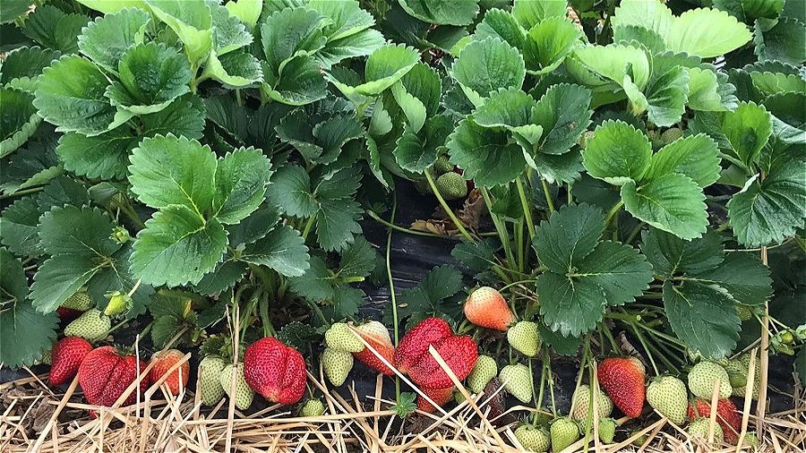 Naročila sadik jagod - pomlad 2026