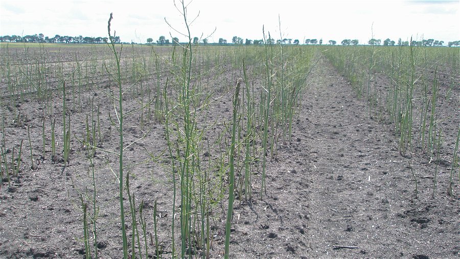 Naročila sadik špargljev - pomlad 2026