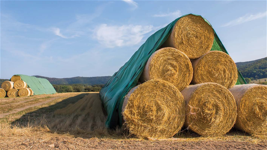 PONJAVA ZA BALE SENA IN SLAME